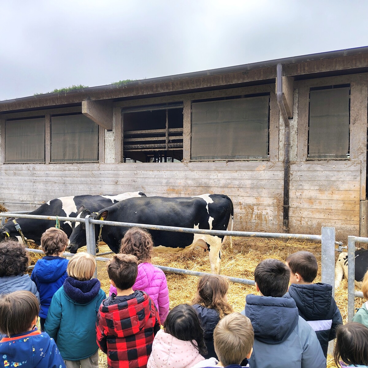 scuola minelli giovannini in visita alla fattoria